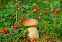 Санаторий Кленовая Гора это – чистый воздух и настоящий лес с грибами